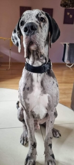 vom Trojangold, hodowla Owczarków Niemieckich Długowłosych