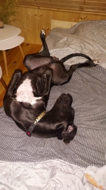 vom Trojangold, hodowla Owczarków Niemieckich Długowłosych