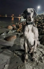 vom Trojangold, hodowla Owczarków Niemieckich Długowłosych