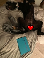 vom Trojangold, hodowla Owczarków Niemieckich Długowłosych