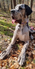 vom Trojangold, hodowla Owczarków Niemieckich Długowłosych