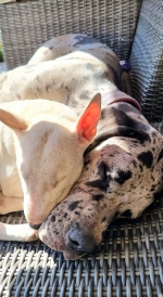 vom Trojangold, hodowla Owczarków Niemieckich Długowłosych