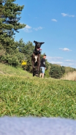 vom Trojangold, hodowla Owczarków Niemieckich Długowłosych