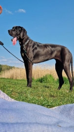 vom Trojangold, hodowla Owczarków Niemieckich Długowłosych