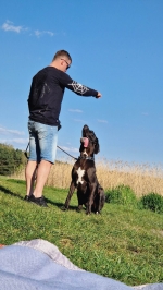 vom Trojangold, hodowla Owczarków Niemieckich Długowłosych