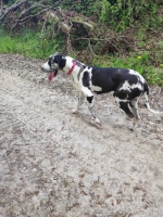 vom Trojangold, hodowla Owczarków Niemieckich Długowłosych