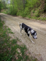 vom Trojangold, hodowla Owczarków Niemieckich Długowłosych