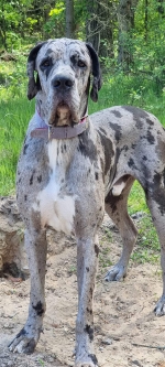 vom Trojangold, hodowla Owczarków Niemieckich Długowłosych