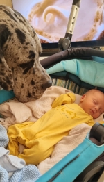 vom Trojangold, hodowla Owczarków Niemieckich Długowłosych