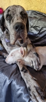 vom Trojangold, hodowla Owczarków Niemieckich Długowłosych