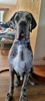 vom Trojangold, hodowla Owczarków Niemieckich Długowłosych