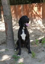 vom Trojangold, hodowla Owczarków Niemieckich Długowłosych