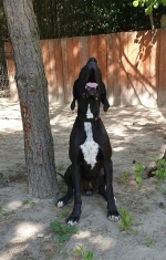 vom Trojangold, hodowla Owczarków Niemieckich Długowłosych