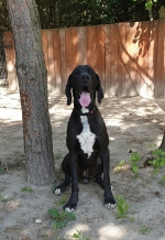 vom Trojangold, hodowla Owczarków Niemieckich Długowłosych