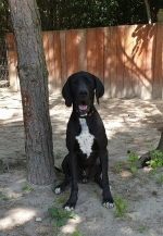 vom Trojangold, hodowla Owczarków Niemieckich Długowłosych