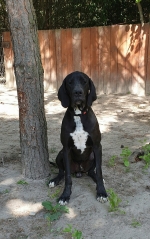 vom Trojangold, hodowla Owczarków Niemieckich Długowłosych