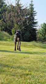 vom Trojangold, hodowla Owczarków Niemieckich Długowłosych
