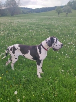 vom Trojangold, hodowla Owczarków Niemieckich Długowłosych