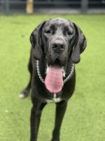 vom Trojangold, hodowla Owczarków Niemieckich Długowłosych