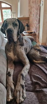 vom Trojangold, hodowla Owczarków Niemieckich Długowłosych