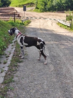 vom Trojangold, hodowla Owczarków Niemieckich Długowłosych