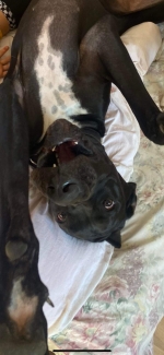 vom Trojangold, hodowla Owczarków Niemieckich Długowłosych