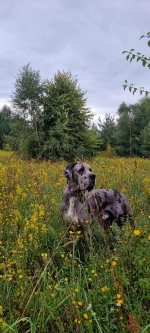 vom Trojangold, hodowla Owczarków Niemieckich Długowłosych