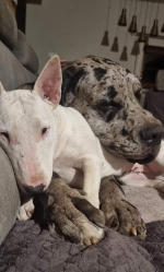 vom Trojangold, hodowla Owczarków Niemieckich Długowłosych