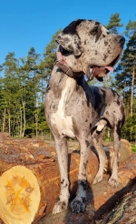 vom Trojangold, hodowla Owczarków Niemieckich Długowłosych