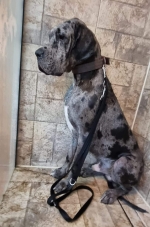 vom Trojangold, hodowla Owczarków Niemieckich Długowłosych