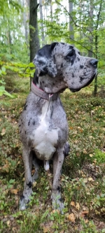 vom Trojangold, hodowla Owczarków Niemieckich Długowłosych