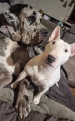 vom Trojangold, hodowla Owczarków Niemieckich Długowłosych