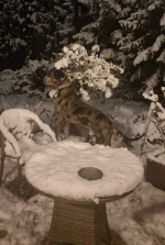 vom Trojangold, hodowla Owczarków Niemieckich Długowłosych