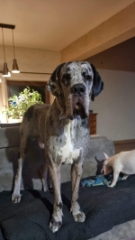 vom Trojangold, hodowla Owczarków Niemieckich Długowłosych