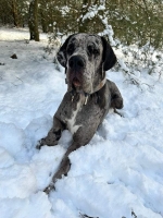 vom Trojangold, hodowla Owczarków Niemieckich Długowłosych