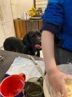 vom Trojangold, hodowla Owczarków Niemieckich Długowłosych