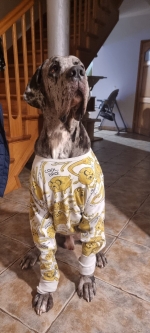 vom Trojangold, hodowla Owczarków Niemieckich Długowłosych