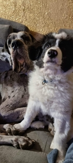 vom Trojangold, hodowla Owczarków Niemieckich Długowłosych