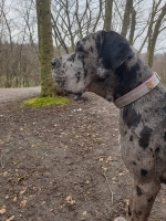 vom Trojangold, hodowla Owczarków Niemieckich Długowłosych