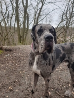 vom Trojangold, hodowla Owczarków Niemieckich Długowłosych