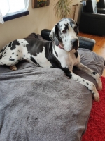 vom Trojangold, hodowla Owczarków Niemieckich Długowłosych