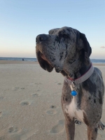 vom Trojangold, hodowla Owczarków Niemieckich Długowłosych