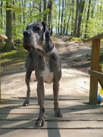 vom Trojangold, hodowla Owczarków Niemieckich Długowłosych