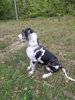 vom Trojangold, hodowla Owczarków Niemieckich Długowłosych