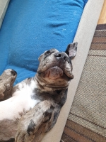 vom Trojangold, hodowla Owczarków Niemieckich Długowłosych