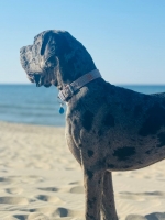 vom Trojangold, hodowla Owczarków Niemieckich Długowłosych