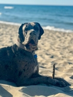 vom Trojangold, hodowla Owczarków Niemieckich Długowłosych