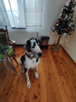 vom Trojangold, hodowla Owczarków Niemieckich Długowłosych