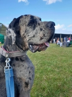 vom Trojangold, hodowla Owczarków Niemieckich Długowłosych