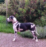 vom Trojangold, hodowla Owczarków Niemieckich Długowłosych